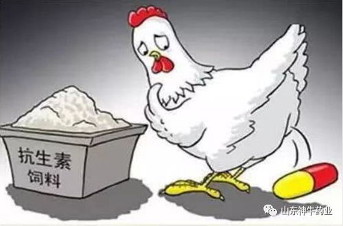 我国为何禁止使用饲料金霉素？其替代品有哪些？对养殖业有何影响？