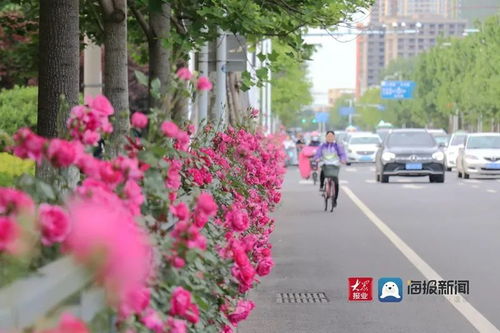 月季树在城市绿化中的独特魅力