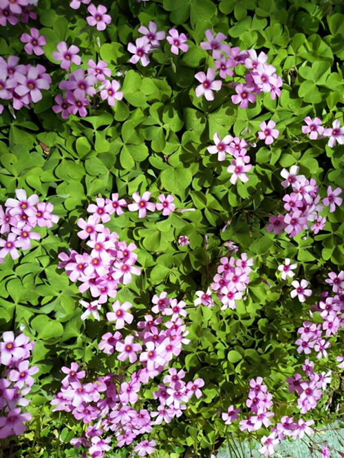 种花葵就像养孩子， 越精心越矫情