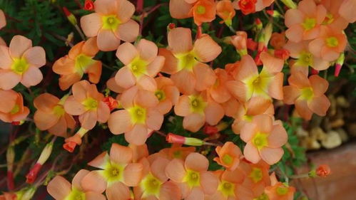 3. 草本花卉的种植与养护：简单又易行