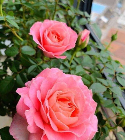 大花月季的“奥斯卡”：金奖章