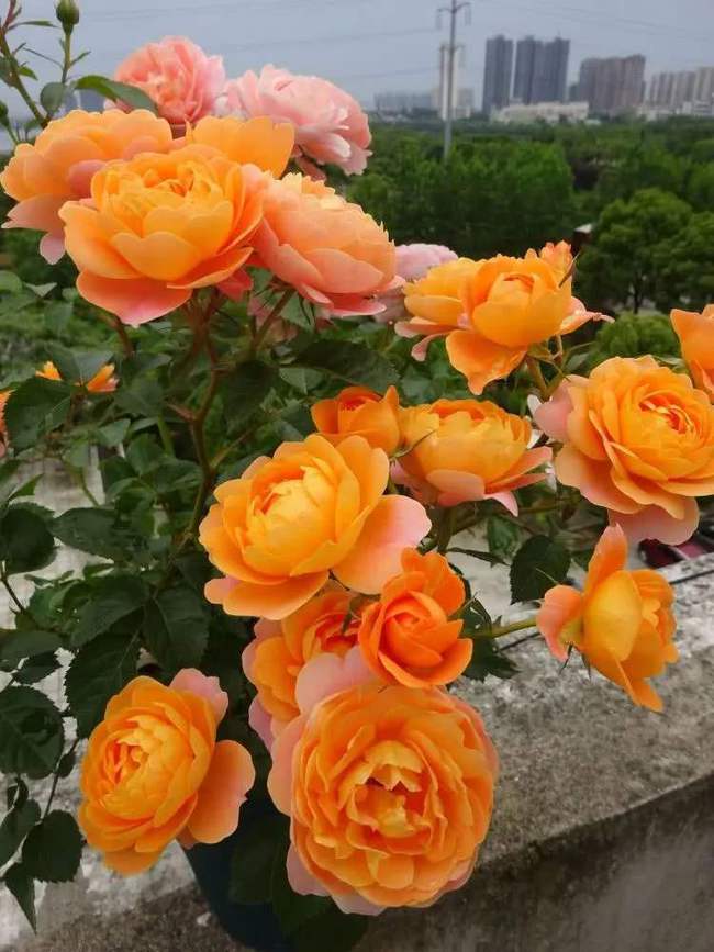 香欢喜月季的优缺点大揭秘