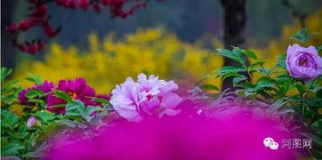 牡丹花花期是几月份？告诉你什么时候开花