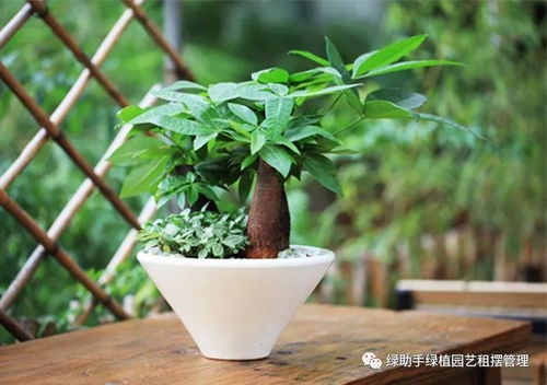 发财树喜欢阳光吗？