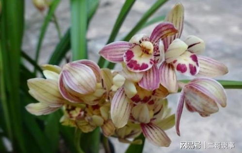 兰花养护， 泥土选择大揭秘