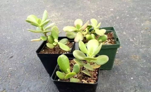 北方干燥地区的扦插技巧