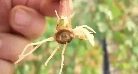 作物烧苗，苯醚甲环唑复配的“尴尬”遭遇