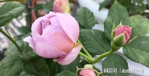 月季有刺吗？哪些月季是几乎无刺的