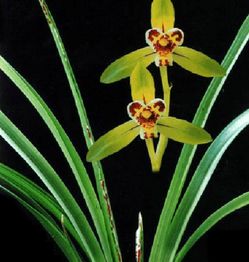 寻找优雅兰花：细长叶片的美丽之选