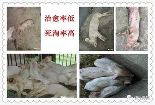 秋季猪舍如何管理才Neng减少猪病高发，降低死淘率？