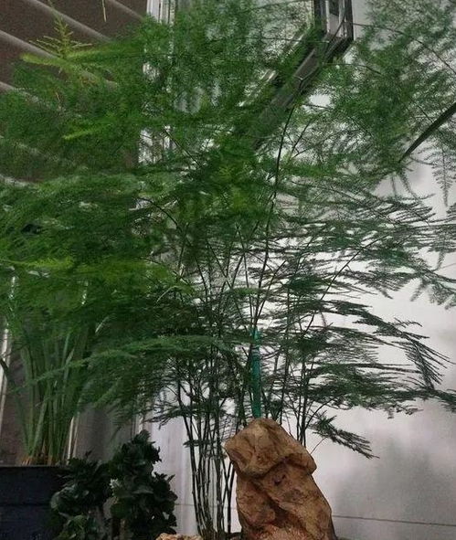 文竹巨变！20米疯长，墙面绿意盎然！