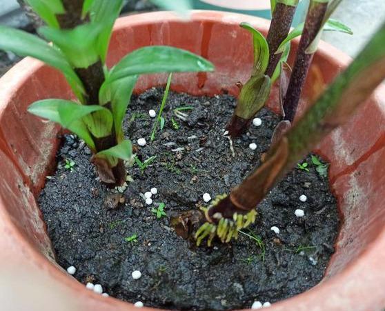 驱蚊草种植最适合使用哪种肥料？