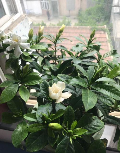 掂花盆， 重不重