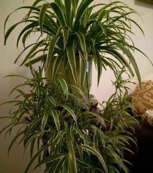 “爆款花卉种植，小青菜施肥技巧，时间点全揭秘！”