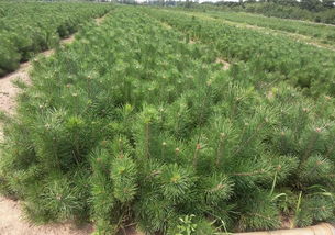 油松籽一斤究竟有多少粒？种植户的困惑