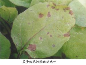 戊唑醇异菌脲对褐斑病有效吗？能治疗作物上的褐斑病吗？