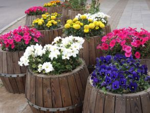 夏日花盆小贴士