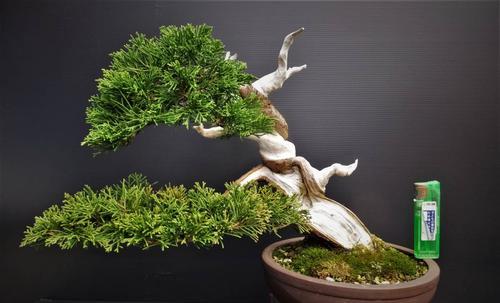 春季花木扦插，选对基质和温度，提高成活率秘籍！