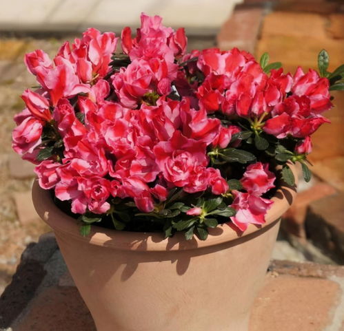 杜鹃花，我国传统名花