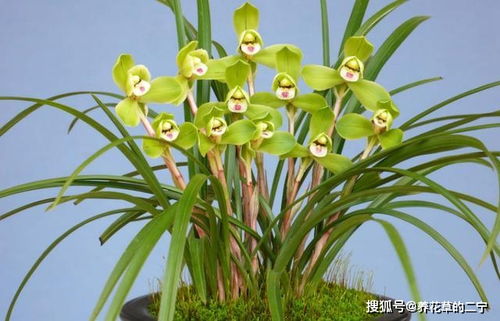 兰花长出花箭，如何科学管理才能延长花期