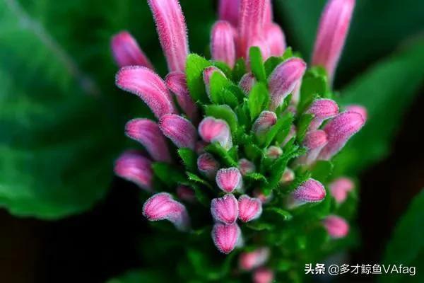 珊瑚植物养殖与繁殖技术大揭秘