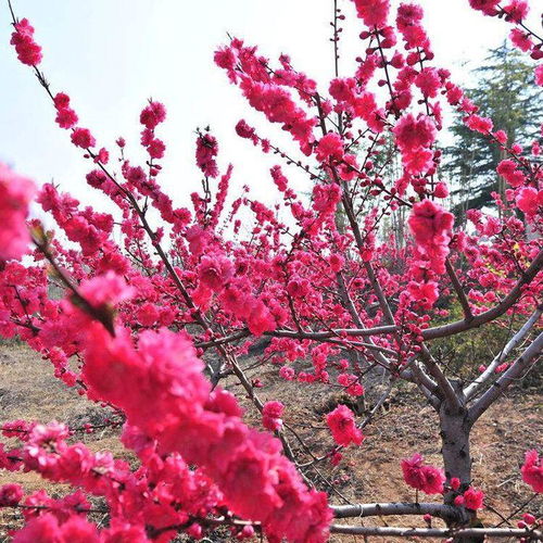梅花树， 美丽又贵重