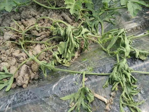 西瓜种植过程中的病害和防治方法