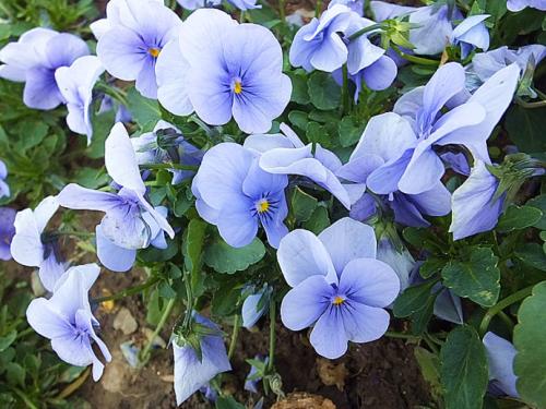 浇水技巧：让花儿喝足水