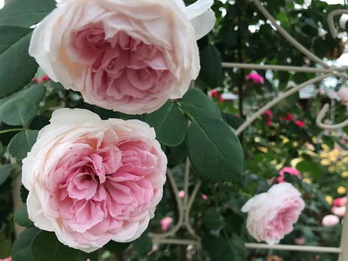 月季之美， 难以言表