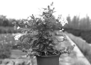 月季花修剪后的护理之道