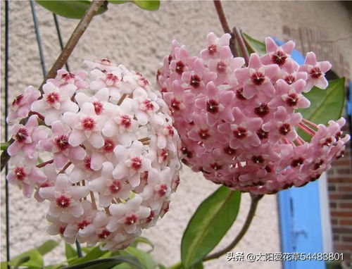 狂欢泡泡怎么插？开花秘诀是什么