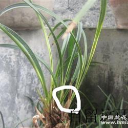 兰花斑点病速除法，养花必备良药！
