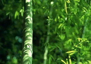 竹子种子发芽那些事儿：蕞晚多久发芽？种植失败怎么办？