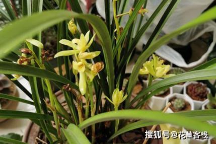如何科学养护让兰花长得好？