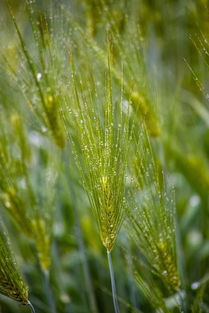 时机：清明谷雨前的秘密