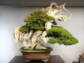 “盆景植物排名次中，哪种植物最适合初学者养护