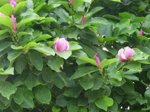 红玉兰黑斑病防治，有招儿嗯！