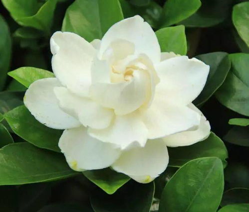 栀子花属灌木，非树木，香花佳品！