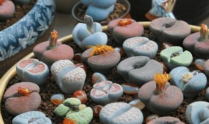 生石花枯萎了是缺水还是病虫害