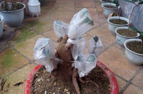 “无土养花神器，塑料袋喷水，花卉生长更佳！”