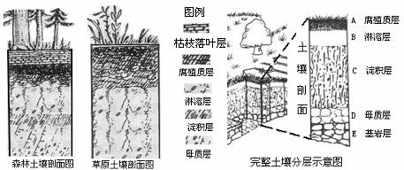 木棉在畜牧领域的应用：面料优势与劣势解析