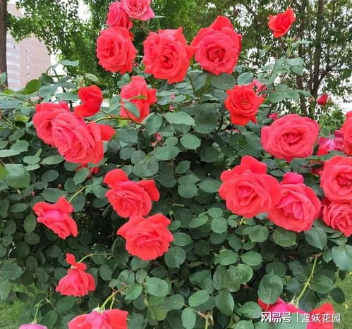 及时追肥， 月季叶子发黄的原因