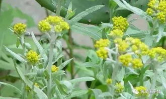 撒播，可行吗？先来个对比表