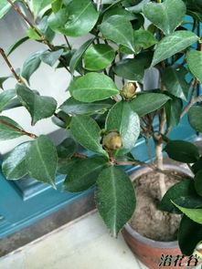 茶花落蕾的困扰，你了解多少？