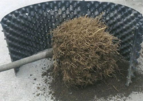 育苗容器对苗木生长的影响