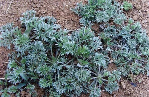 白蒿，农村常见草本植物