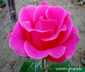 月季花的历史地位