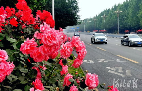 月季花， 石家庄市花的魅力