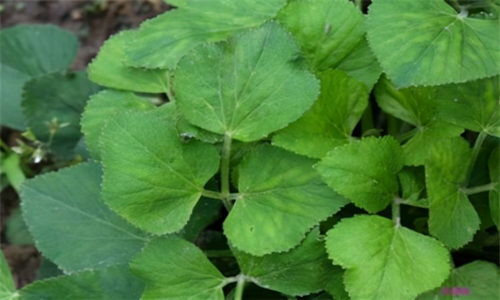 小叶子， 大智慧