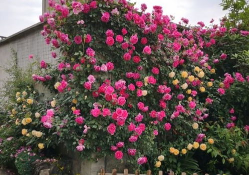 2、 分枝处芽点过于密集